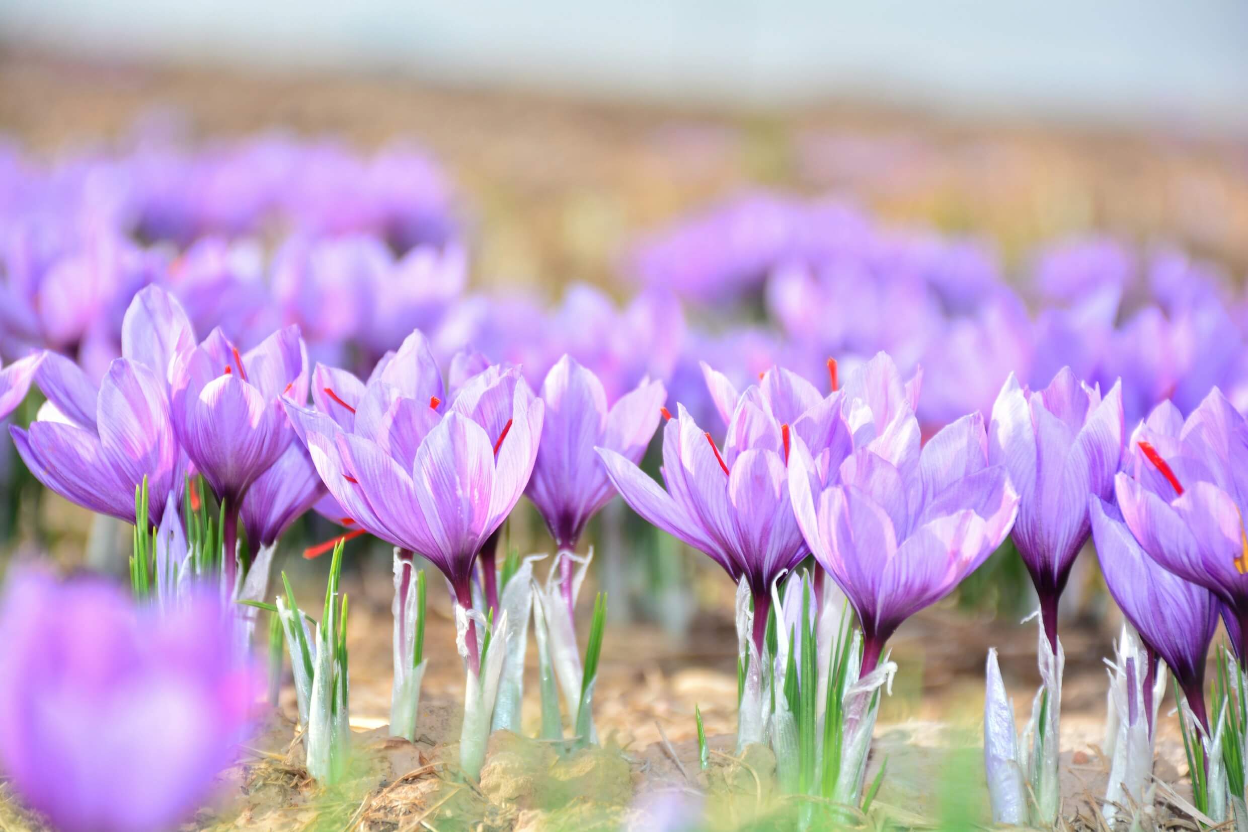 Saffron Fields Pampore