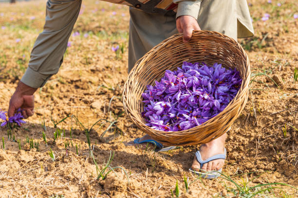 Saffron Field